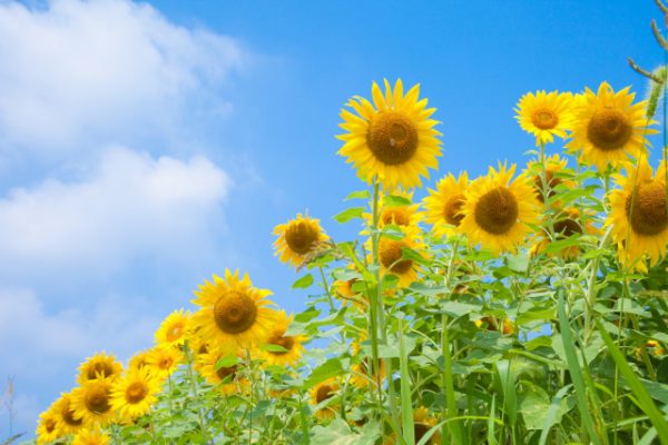 いつもにも増してイライラが募る夏休み